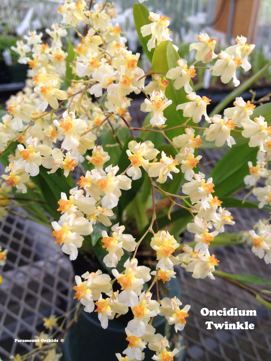 Oncidium Intergenerics Oncidium Thru Z